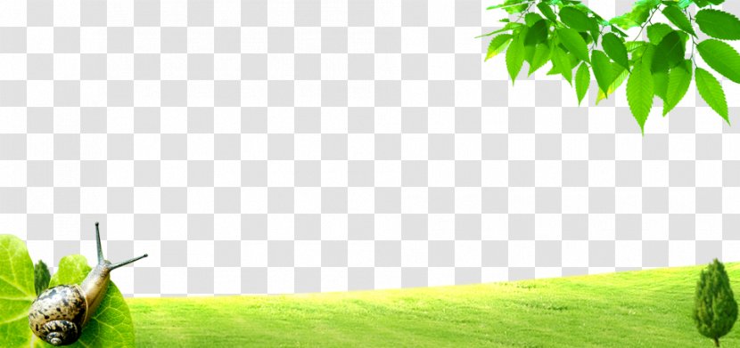 Green Lawn Poster - Advertising - Fresh Grass Transparent PNG