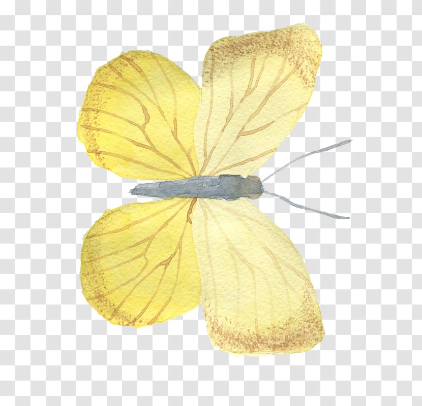 Butterfly Image Yellow - Moth Transparent PNG