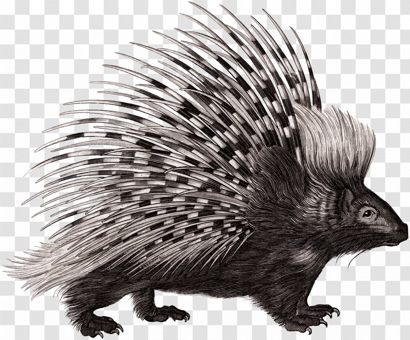 Crested Porcupine Rodent Zoological Lectures Delivered At The Royal Institution; - Drawing - Woodland Creatures Transparent PNG