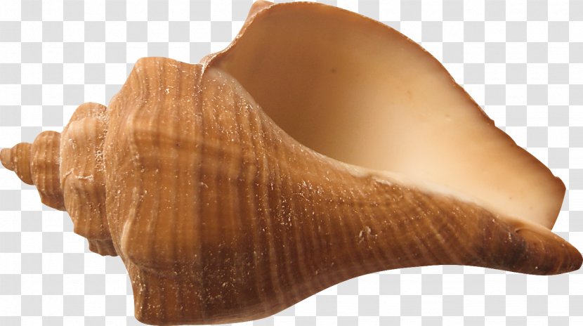 Shankha Seashell Conchology - Conch Transparent PNG