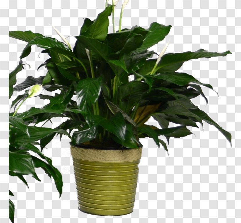 Peace Lily Flowerpot Houseplant Leaf Evergreen - Plant Transparent PNG