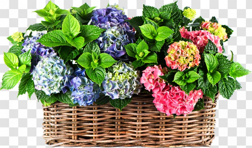 Panicled Hydrangea Flower Inflorescence Perennial Plant Plants Transparent PNG