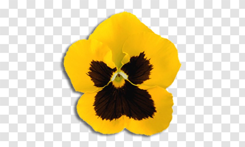 Pansy Yellow California Golden Violet Flower Ornamental Plant - Color Transparent PNG