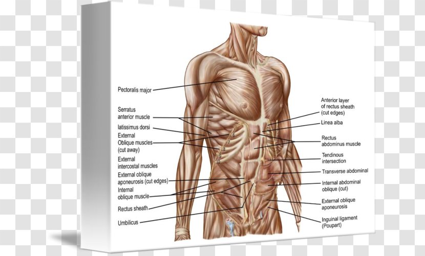 Rectus Abdominis Muscle Abdomen Human Body Anatomy - Frame - Flower Transparent PNG
