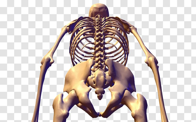 Human Skeleton Bone Anatomy Pelvis - Tree Transparent PNG