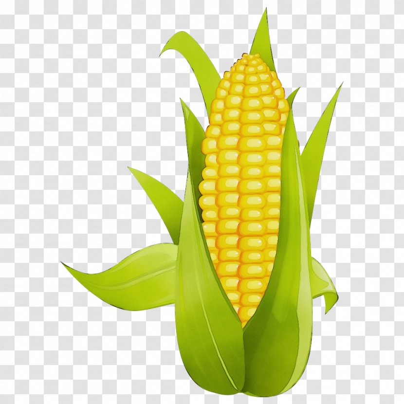 Corn On The Cob Sweet Kernels Vegetarian Food - Leaf Plant Transparent PNG