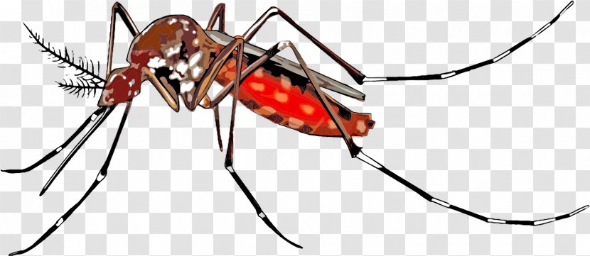 Yellow Fever Mosquito Clip Art Mosquito-borne Disease Control - Asian Tiger - Download Transparent PNG