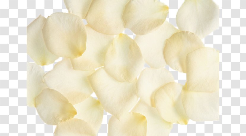 Petal - Flower - Crispy Potato Chips Transparent PNG