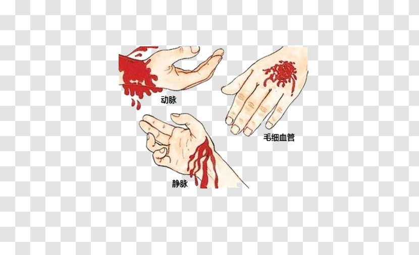 Emergency Bleeding Control First Aid Medical Sign Wound - Heart - Different Parts Of The Transparent PNG