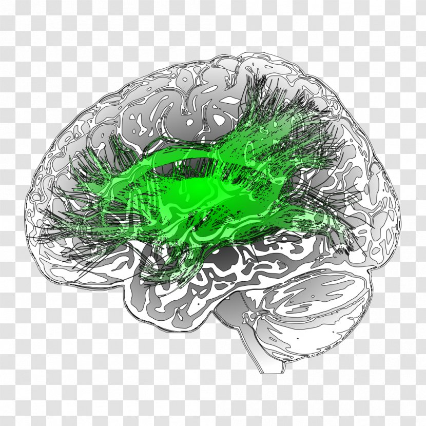 Leaf Medical Imaging Voxel Image Diagnostic Neuroradiology - Tree Transparent PNG