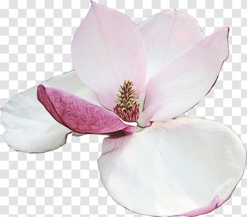 Petal Pink Flower Magnolia Plant - Herbaceous Southern Transparent PNG
