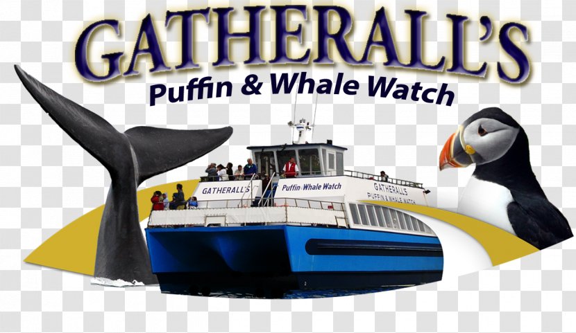 Gatherall's Puffin & Whale Watch St. John's Captain Wayne's Marine Excursions Cetacea Watching - Newfoundland And Labrador Transparent PNG