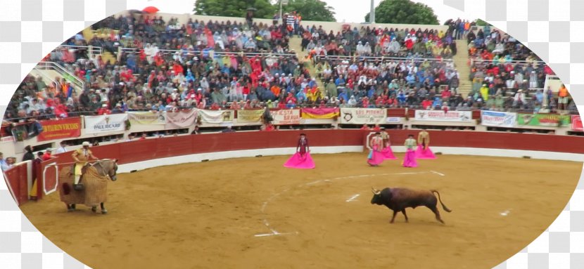 Bullfighting Bullring Bullfighter Arena - Bull Transparent PNG