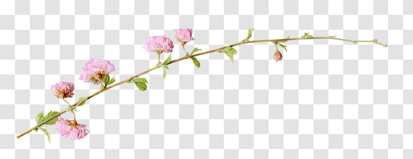 Flower Branch Twig - Spring Transparent PNG