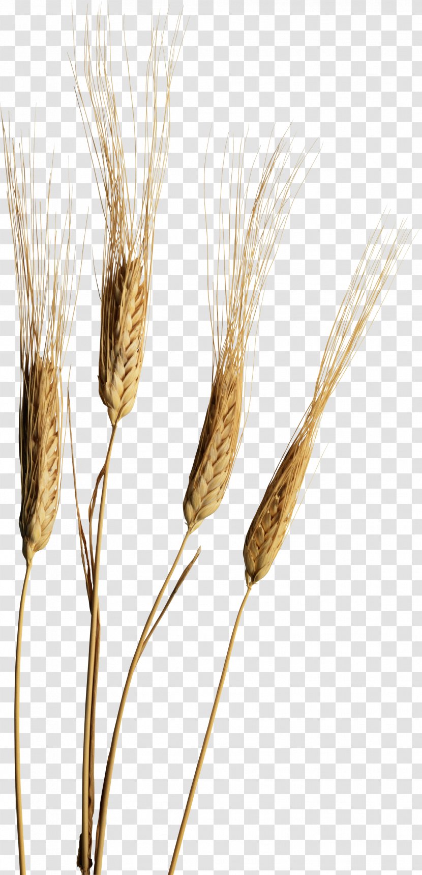 Emmer Rye - Commodity - Wheat Transparent PNG