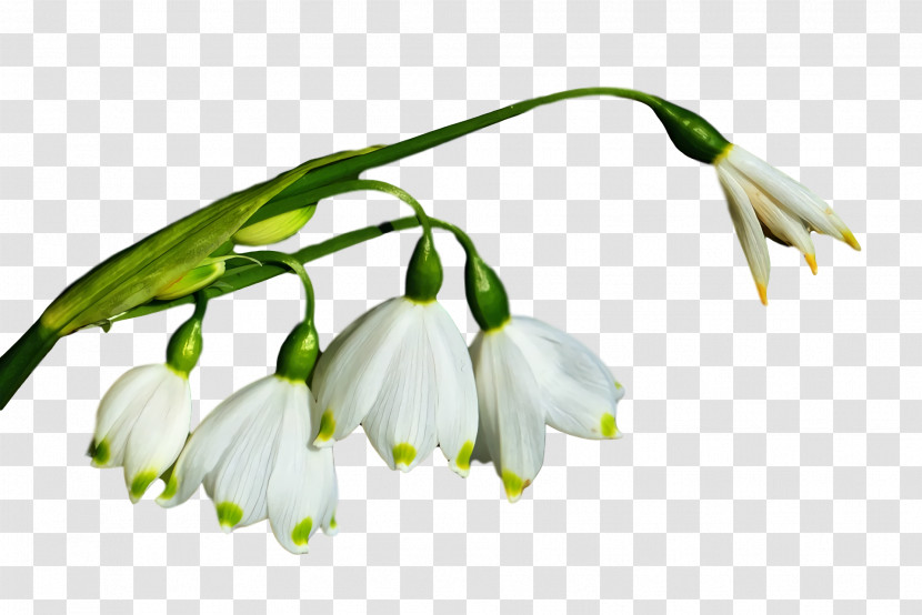 Plant Stem Bud Branch Snowdrop Plants Transparent PNG