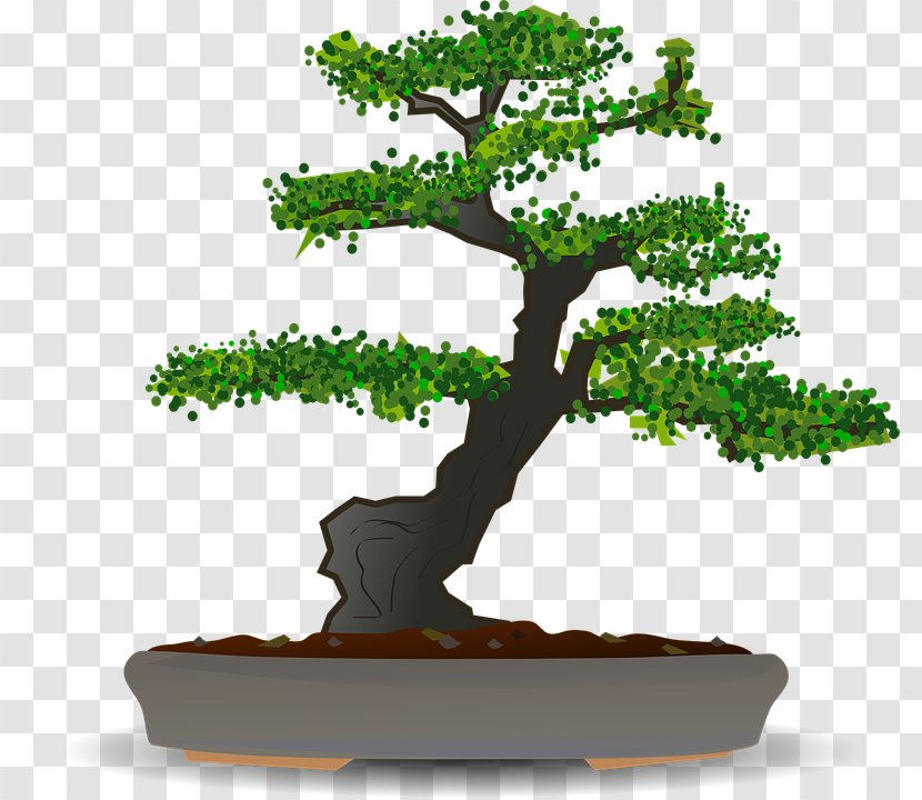 Bonsai Sageretia Theezans Tree Clip Art Transparent PNG