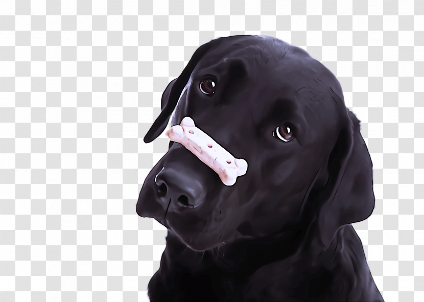 Dog Labrador Retriever Nose Snout Sporting Group Transparent PNG