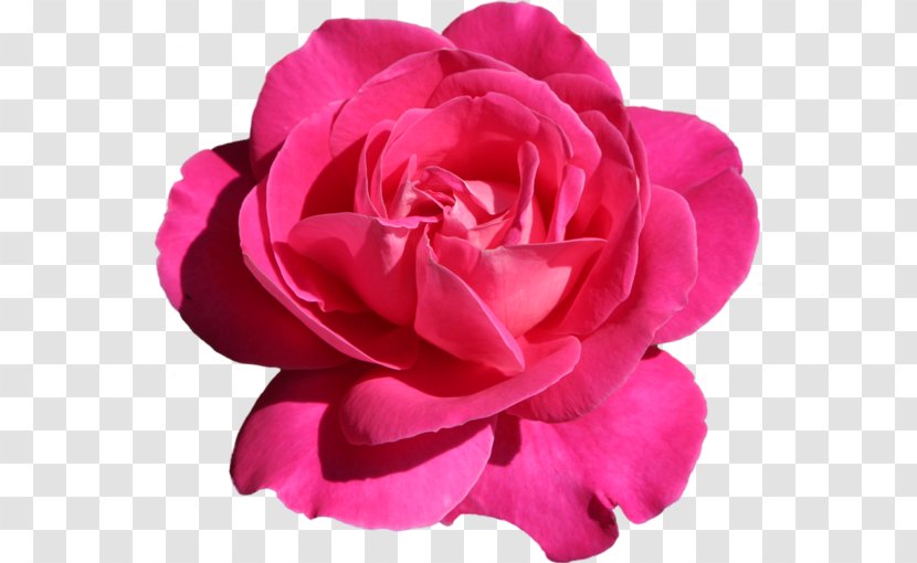 GIF Clip Art Image JPEG - Rosa Centifolia - Pink Roses Transparent Transparent PNG