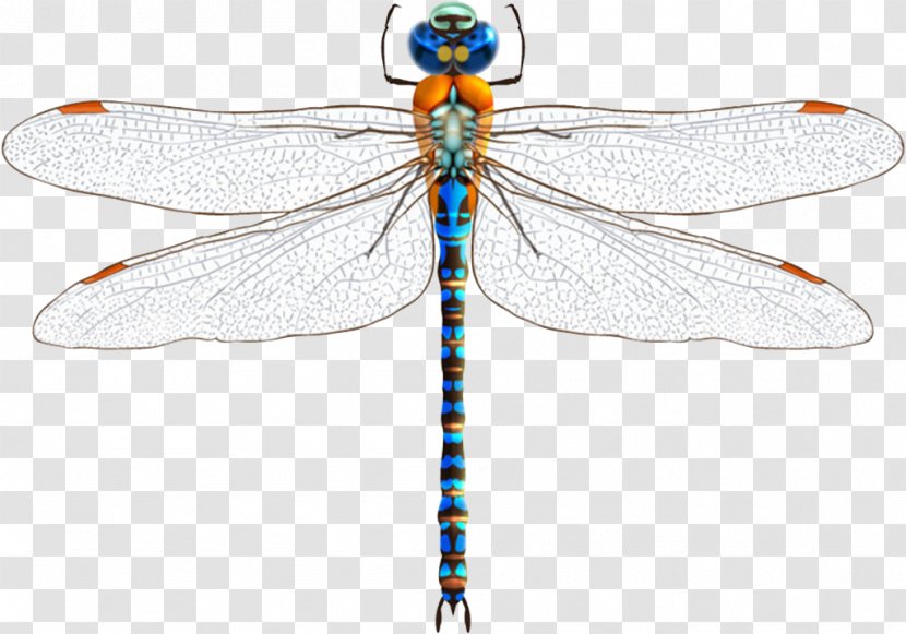 Dragonfly Damselfly Insect Euclidean Vector - Wing Transparent PNG
