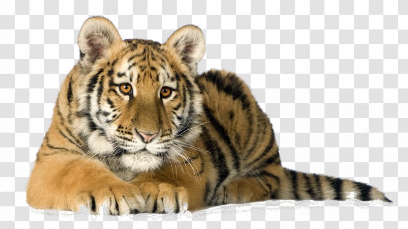 Cat Kitten Desktop Wallpaper Picture Frames Siberian Tiger - Mammal Transparent PNG