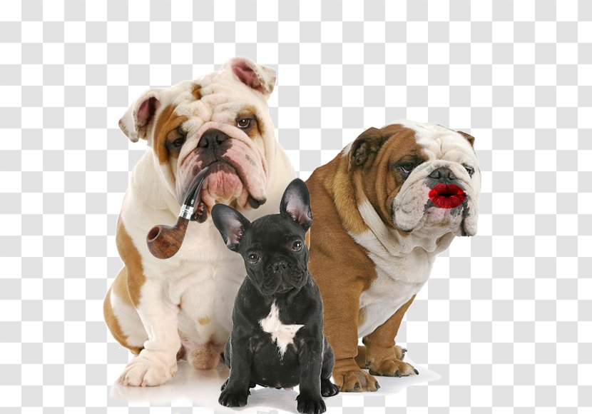 French Bulldog Cat Puppy Pet - Dog Breed Group Transparent PNG