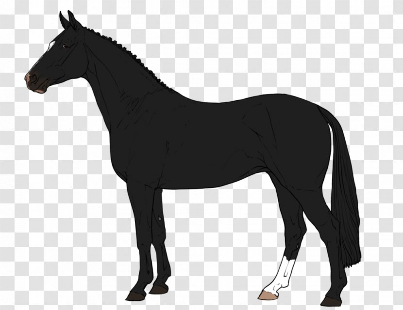 Arabian Horse Percheron American Paint Foal Stallion - Silhouette Transparent PNG