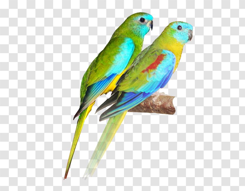 Bird Turquoise Parrot Scarlet-chested Budgerigar Parakeet - Green Rosella Transparent PNG