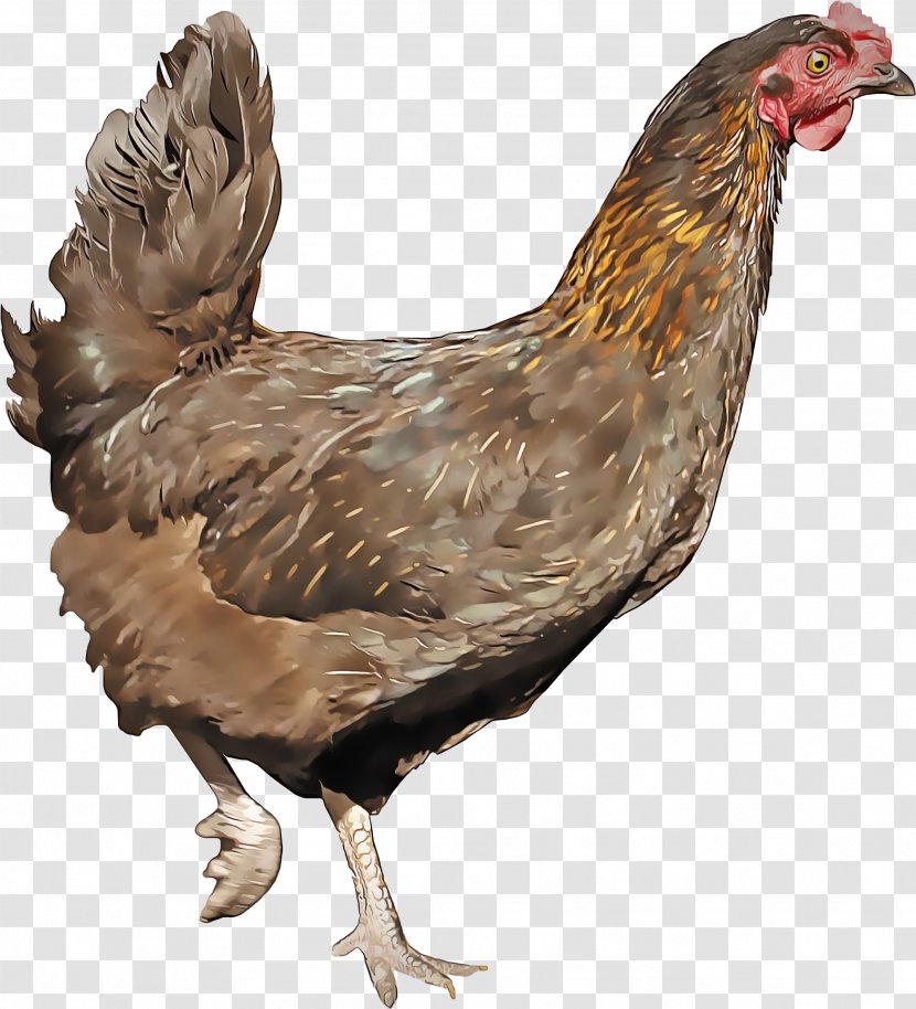 Bird Chicken Rooster Beak Fowl - Livestock Poultry Transparent PNG