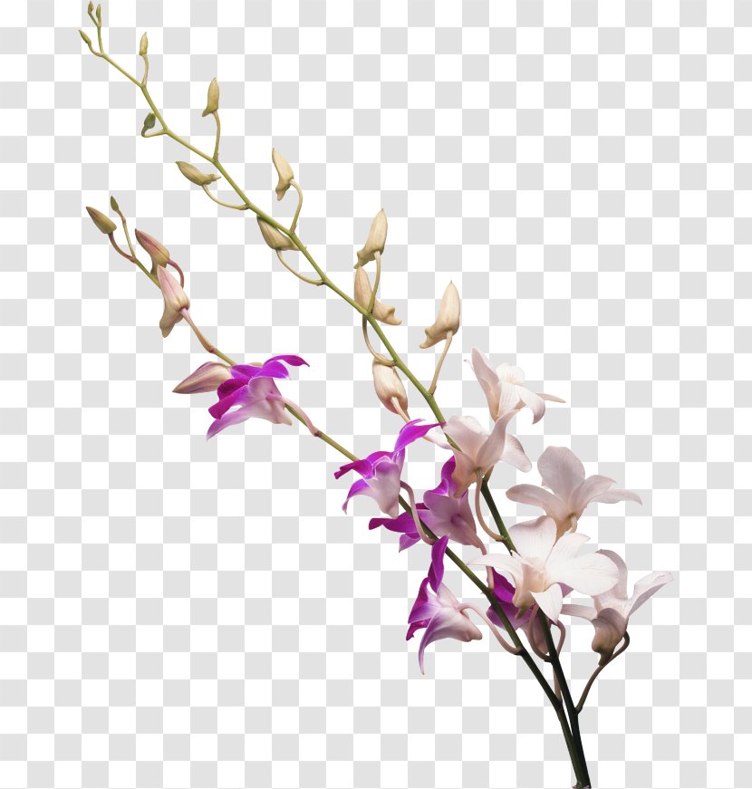 Drawing Orchids - Cut Flowers - Milk White Flower Transparent PNG