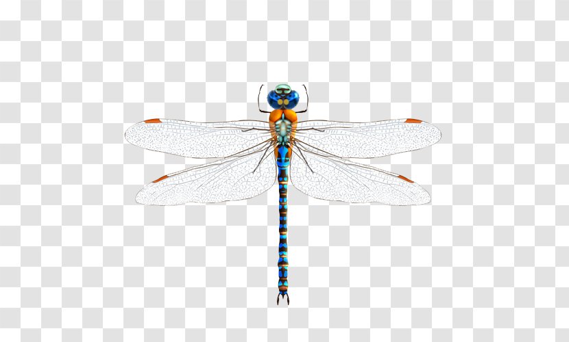 Insect Dragonfly Illustration - Stock Photography - Blue Transparent PNG