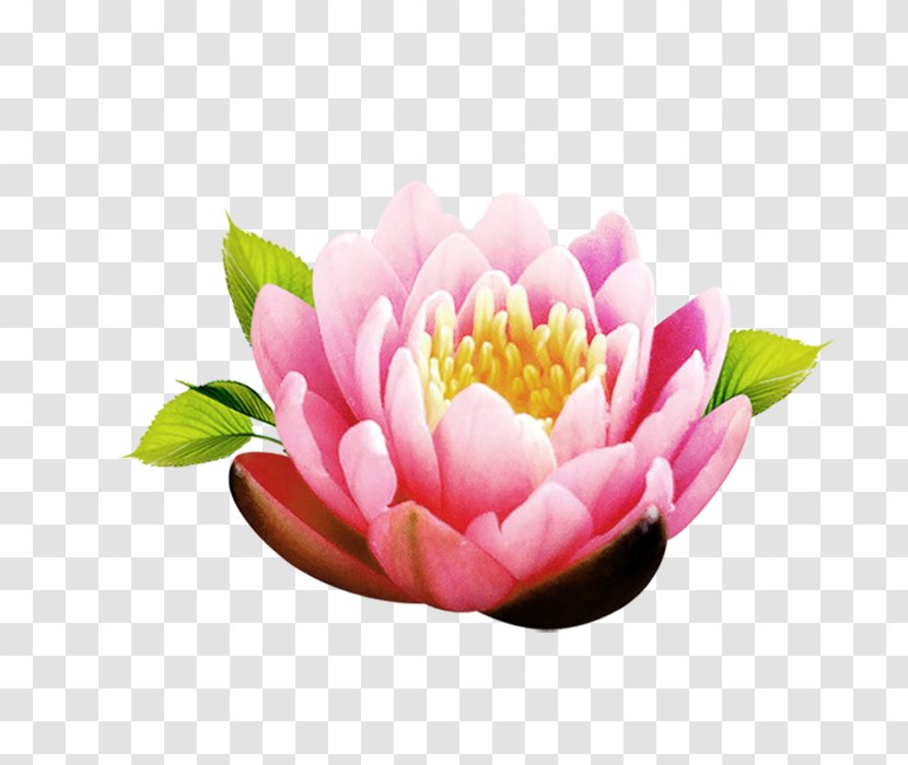 Download - Magenta - Lotus Transparent PNG