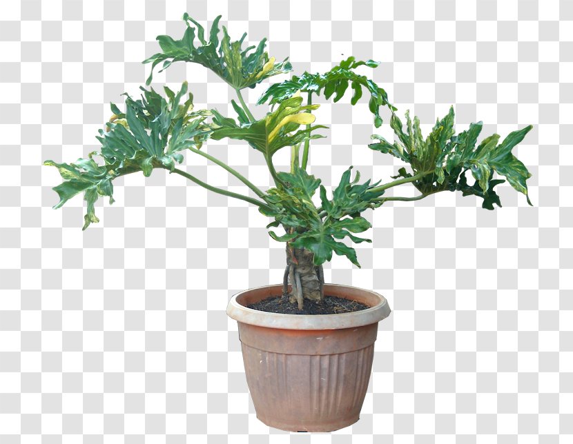 Houseplant Philodendron Bipinnatifidum Oriental Arbor-vitae Tree - Plant - Indoor Transparent PNG