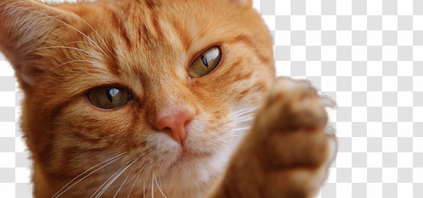 Cat Dog Kitten Tiger Pet - Face - Claws Transparent PNG
