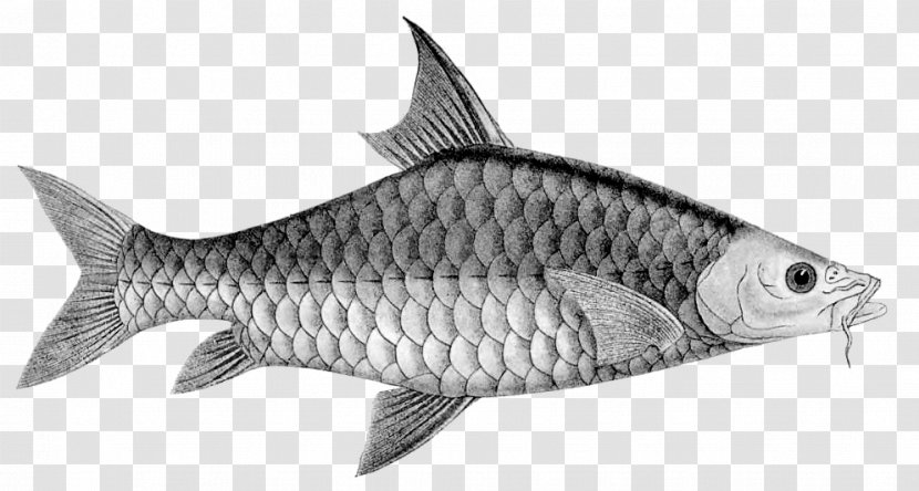 Sardine Mahseer Carp Tor Khudree Fish - Milkfish Transparent PNG