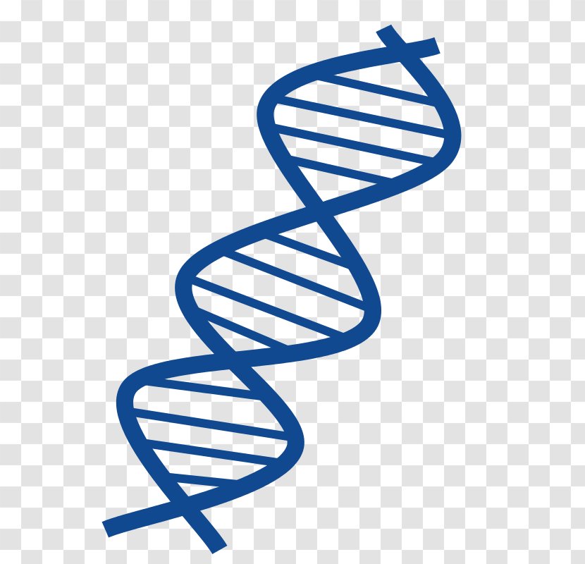DNA Nucleic Acid Double Helix Vector Clip Art - Dna Replication - Bachelor Transparent PNG