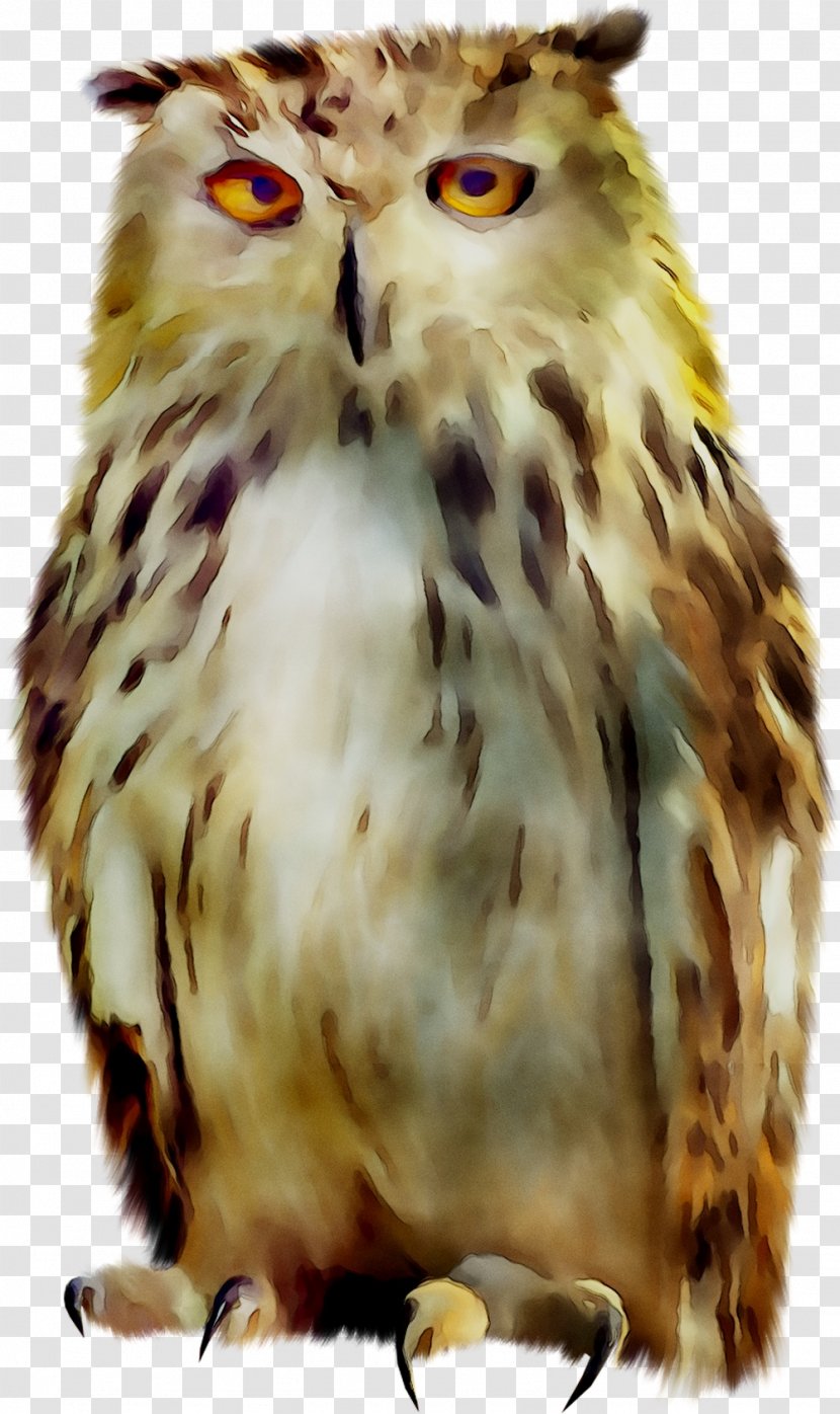 Tawny Owl Bird Snowy - Eagle Transparent PNG
