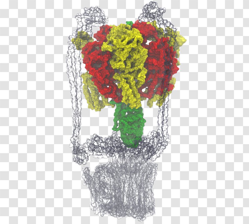 Western Illinois University Floral Design Of At Urbana–Champaign Thermodynamic Free Energy - Floristry - Motor Proteins Cytoskeletal Transparent PNG
