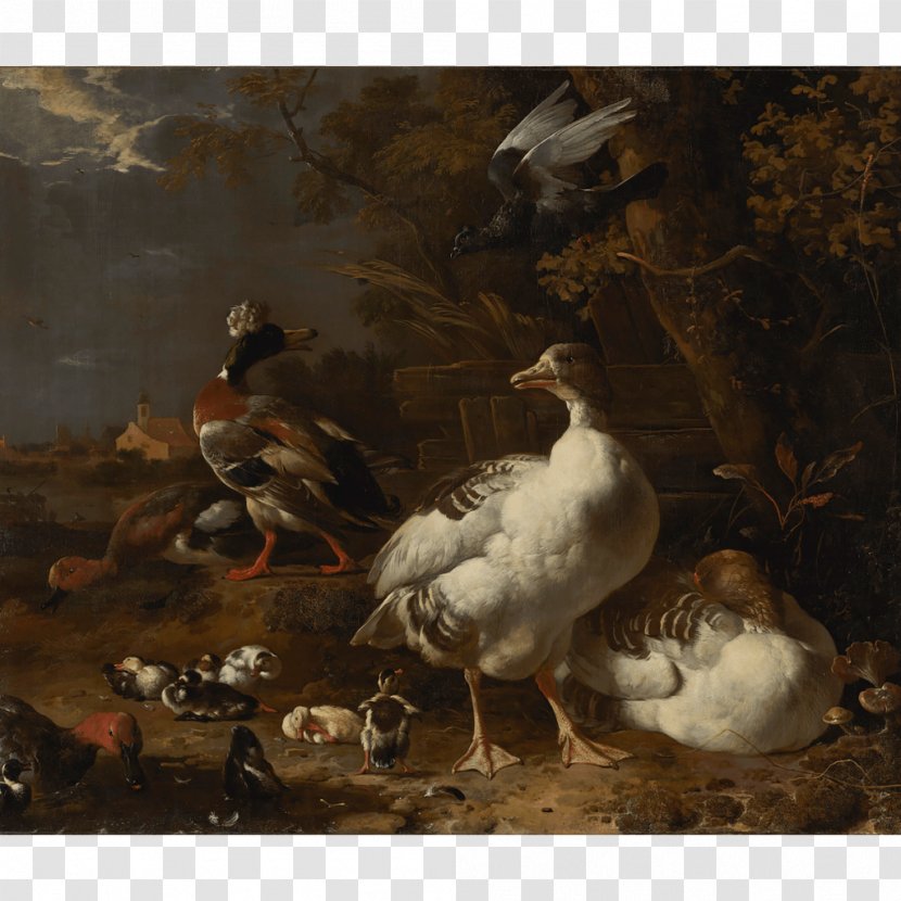 Geese And Ducks Goose Still Life The Floating Feather - Waterfowl - Duck Transparent PNG