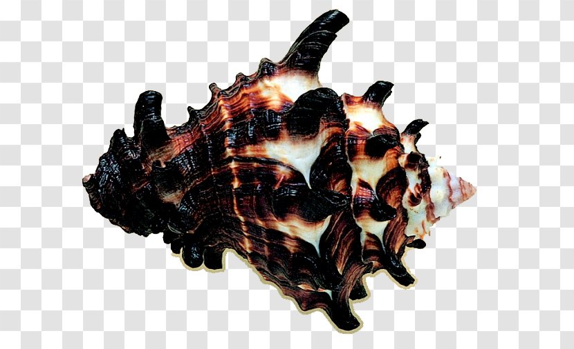Seashell Photography Mollusc Shell - Beach - Black Conch Transparent PNG