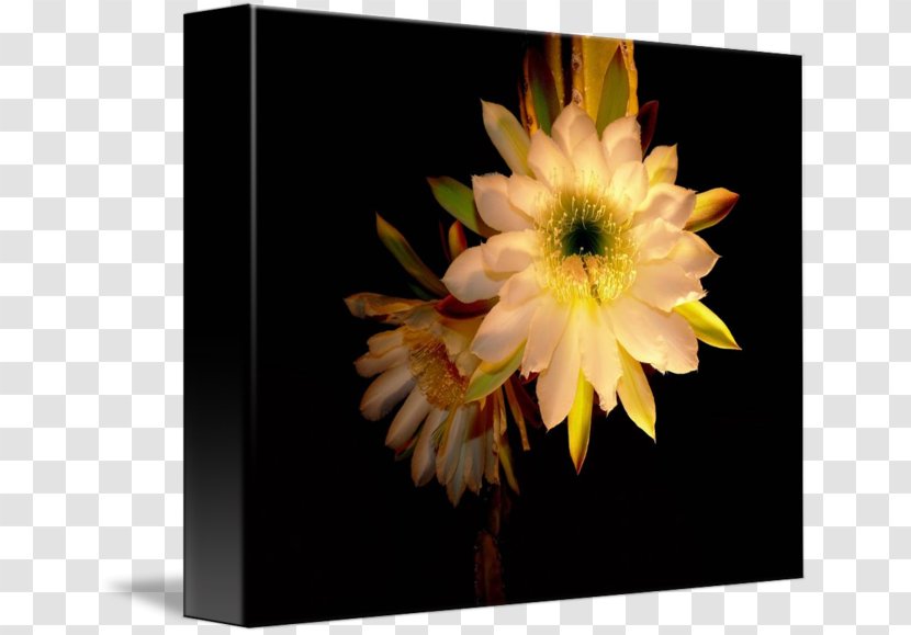 Still Life Photography Citroën Cactus M - Flowering Plant - Night Blooming Transparent PNG