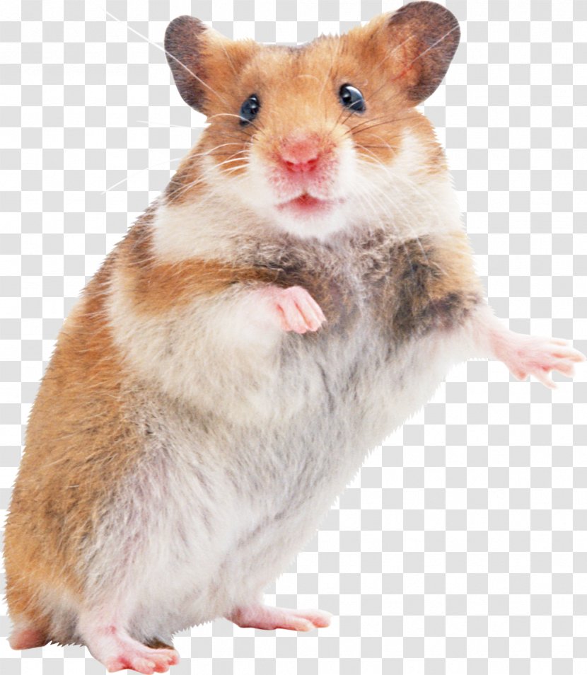 Golden Hamster Gerbil Rodent - Muridae - Rat Transparent PNG