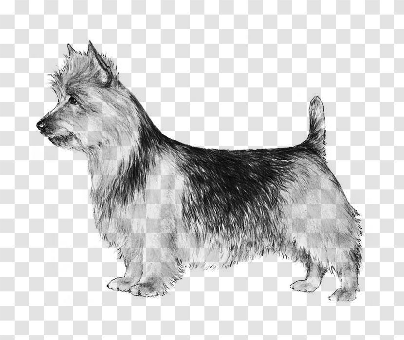 Norwich Terrier Australian Silky Glen Scottish - Dog - Ancient Breeds Transparent PNG