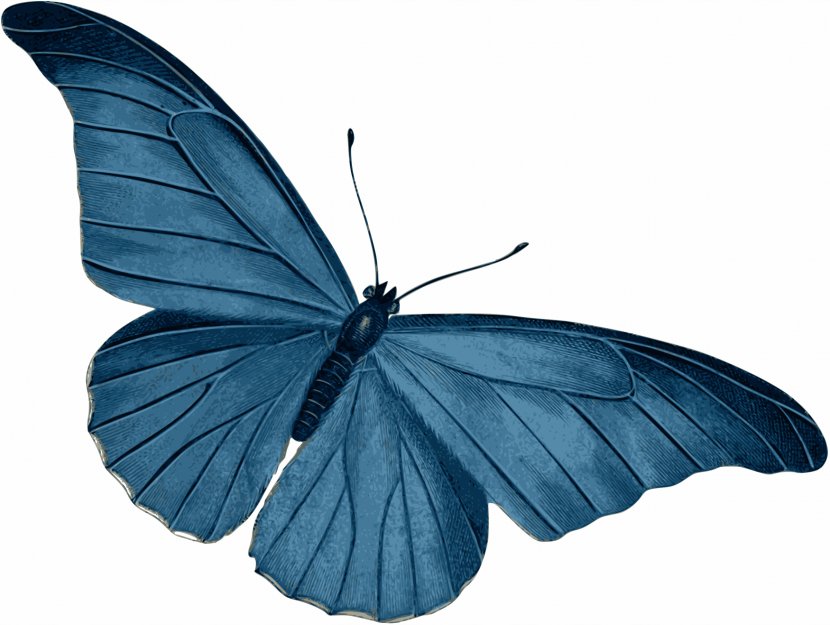 Butterfly Morpho Menelaus Blue Clip Art - Arthropod - Dragonfly Transparent PNG