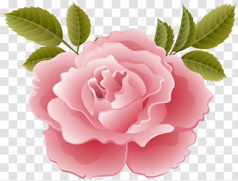 NTT DoCoMo Garden Roses KDDI LTE Centifolia - Leaflet - Deco Rose Transparent Clip Art Image Transparent PNG