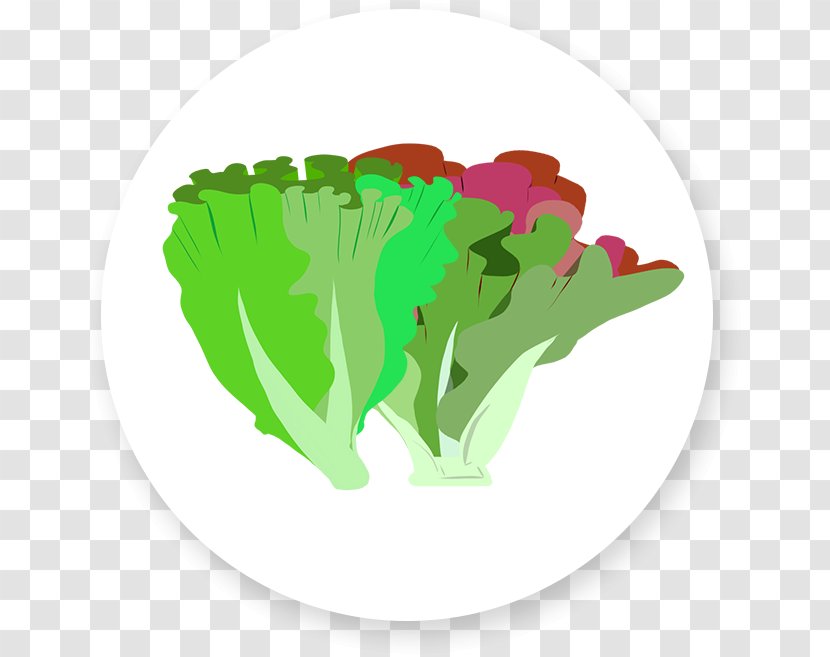 Mesclun Vinaigrette Vegetarian Cuisine Lettuce Leaf Vegetable - Kale - Salad Transparent PNG