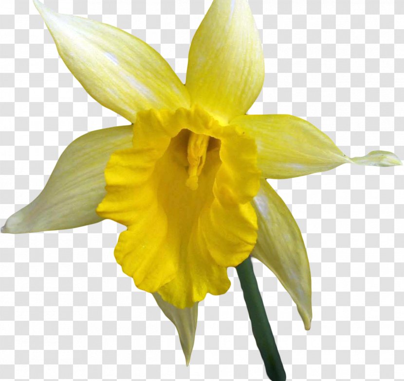 Narcissus Flower Petal Plant Stem Transparent PNG