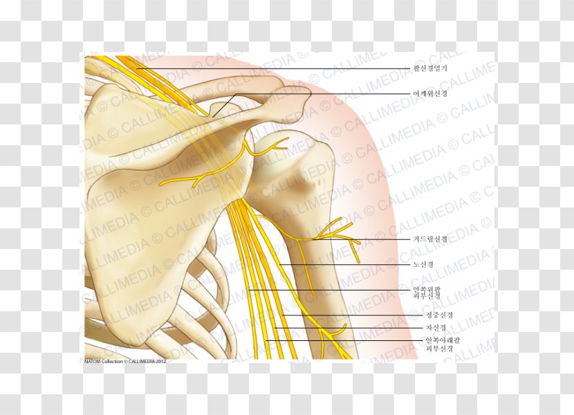 Shoulder Muscle Human Anatomy Bone - Tree - Arm Transparent PNG