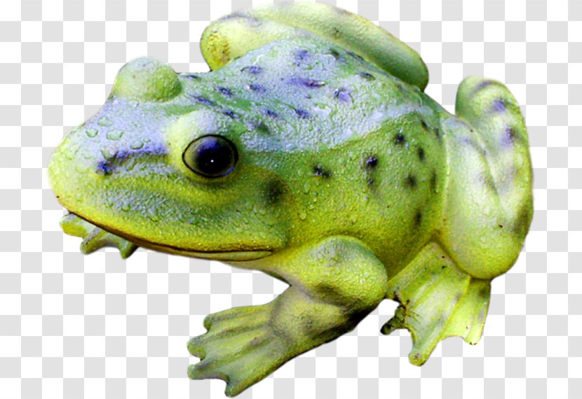 American Bullfrog Tree Frog Terrestrial Animal Transparent PNG