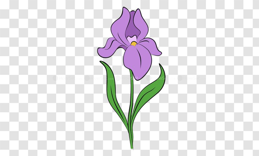 Drawing Iris Flower Data Set Clip Art Transparent PNG